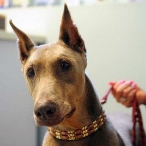 Meet your Posher, Cindi